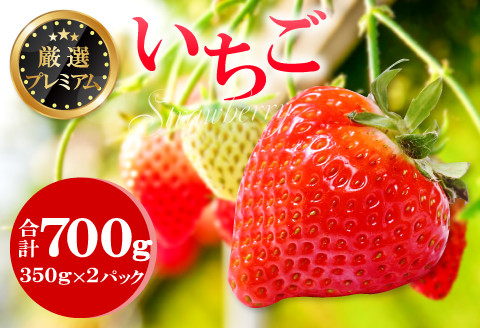 A-509 厳選プレミアム いちご（350g×2パック）