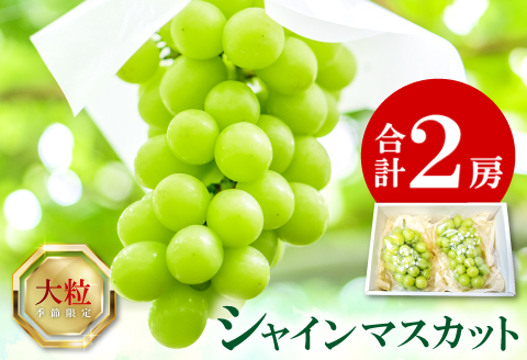 A-834 大粒シャインマスカット　2房入り
