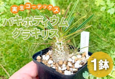 A-961 実生コーデックス(塊根植物)パキポディウムグラキリス1鉢: 益田市ANAのふるさと納税