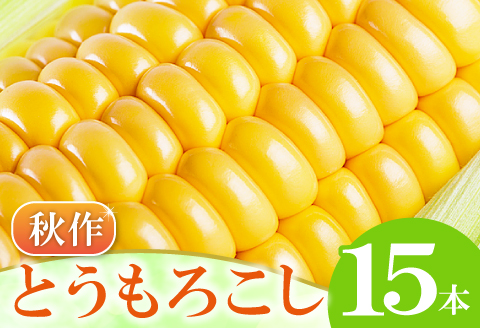 B-1008 ［秋作］朝採れとうもろこし　15本