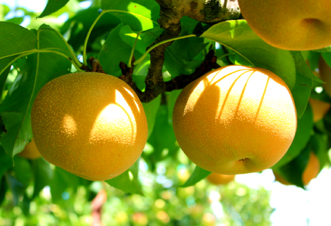 C-1282【先行予約】赤梨10kg【梨 赤梨 10kg 先行予約 なし ナシ pear 幸水 豊水 新興 新高 期間限定 季節限定 果物 くだもの フルーツ お取り寄せ 特産品 島根県 益田市】