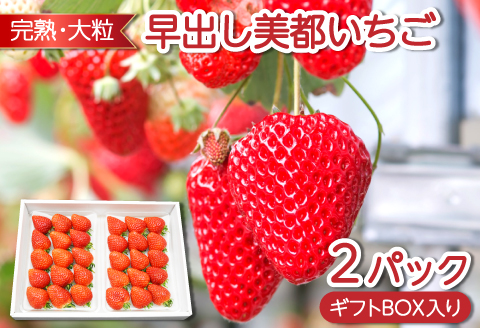 B-26 早出し 美都いちご（ギフトBOX）