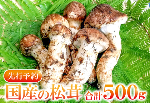 国産まつたけ 500g