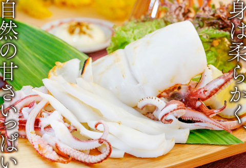 刺身より美味しい！白いか一夜干　5枚【いか 一夜干し 白いか 干物 60～80g 5枚 一夜干 ケンサキイカ 剣先イカ 真イカ 肉厚 贅沢 おつまみ お酒の肴 おやつ 贈答 ギフト 冷凍 父の日 母の日】