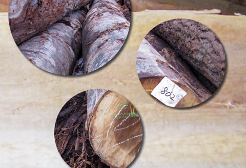 〈広葉樹 朴〉ちいさなまちの木材屋さんから送る フローリング（1820mm×105mm×15mm）15枚