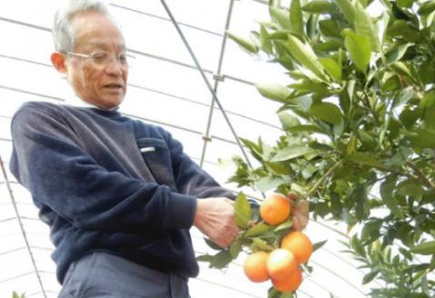 とっさんのちょい赤オレンジ（ブラッドオレンジ：タロッコ種）（配達指定日不可）【ブラッドオレンジ 1箱 1.5kg～2kg 有機栽培 無農薬 オレンジ おれんじ くだもの 果物 フルーツ スムージー ジュース】