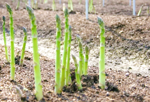 アスパラガス（約１ｋｇ）【季節限定 アスパラガス アスパラ 約1kg 20～40本 美味しまね認証 安心 安全 甘い とろける 初夏 野菜 初夏 塩ゆで 肉巻き おかず 期間限定 4月～9月中旬発送】