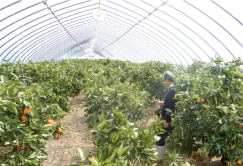 とっさんの真っ赤っかオレンジ（ブラッドオレンジ：モロ種）（配達指定日不可）【ブラッドオレンジ 1箱 1.5kg～2kg 有機栽培 無農薬 オレンジ おれんじ くだもの 果物 フルーツ スムージー ジュース】