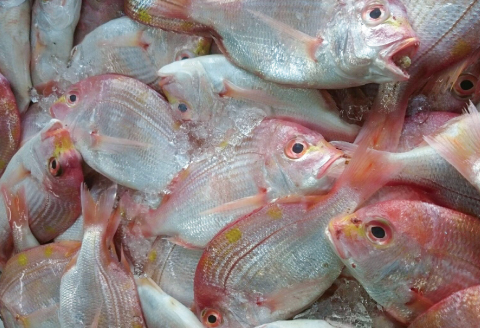 【訳あり】割れ煎餅！体に優しい「かまぼこ屋さんの鯛せんべい」【訳アリ 煎餅 せんべい 割れせんべい 和菓子 菓子 おやつ 11袋 個包装  無添加 ノンフライ グルテンフリー 小麦粉不使用 】