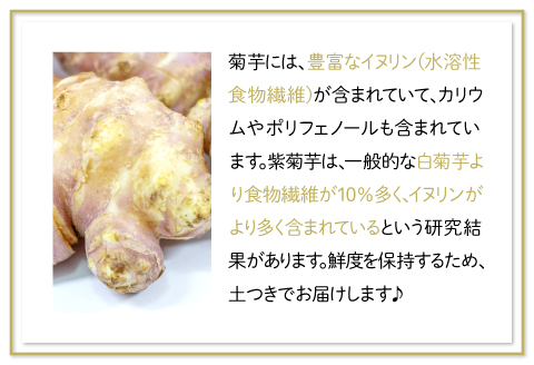 農薬化学肥料不使用の紫菊芋　5kg【菊芋 野菜 紫菊芋 芋 赤菊芋 農薬不使用 化学肥料不使用 季節限定 期間限定 数量限定 島根県 大田市】