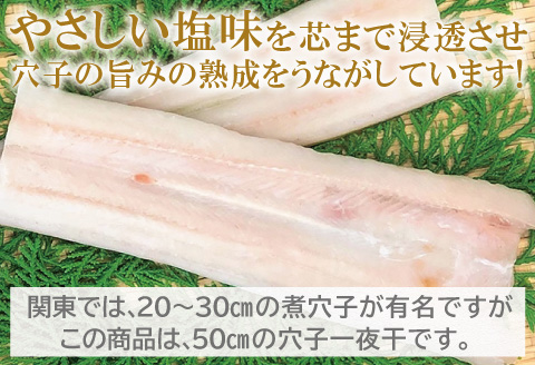 特厚 特大 穴子 一夜干し 2尾 50cm前後【あなご一夜干し 50cm前後 2尾 2枚 穴子干物 穴子 アナゴ あなご 干物 一夜干し 特大サイズ 無添加 天日塩 新鮮 冷凍 真空パック 贈答 父の日 母の日】