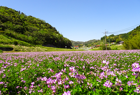 〈五分精米〉特別栽培 三瓶れんげ米 コシヒカリ 5kg【令和6年産 お米 5kg こしひかり 五分精米 2024年産 特別栽培米 5分づき 無化学窒素肥料 減農薬米】
