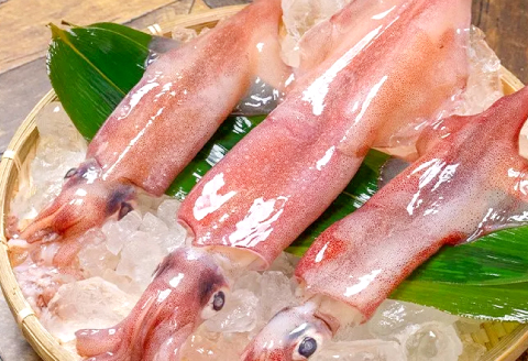 船上スミ抜きケンサキイカ 400g（2～3杯）【いか 剣先いか 400g 烏賊 イカ ケンサキイカ 贅沢 刺身 おかず おつまみ お酒 冷凍 地物 天然物 新鮮 真空パック 旨い 海産物 魚介類 獲れたて】