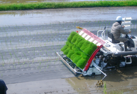 〈七分精米〉有機栽培米 三瓶甘露米こしひかり 5kg【こしひかり 5kg 令和6年度産 米 2024年産 1等米 お米 5キロ 有機栽培 有機JAS認証 無農薬 化学肥料不使用】