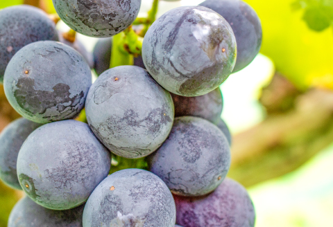 NB0566 富山ぶどう【ピオーネ 約2kg 4～5房 フルーツ 果物 くだもの ぴおーね 季節限定 期間限定 数量限定 デザート ご褒美 島根県 大田市】