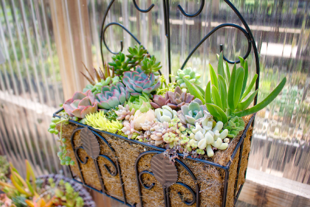 ハンギングプランター 多肉植物の寄せ植え【多肉植物 植物 グリーン よせうえ 季節 おすすめ 約20種 観葉植物 手植え 癒し インテリア ナチュラル かわいい 自然 プレゼント ギフト 贈り物】