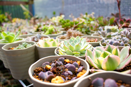 季節の多肉植物寄せ植え体験【現地体験型 ワークショップ 寄せ植え体験 手植え 四季の植物 多肉植物 植物 グリーン おすすめ よせうえ 観葉植物 癒し かわいい 自然 島根県 大田市】