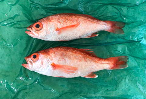 NC0547 大サイズ！極上のどぐろ（水揚げ次第発送）【のどぐろ あかむつ ノドグロ 2尾 魚 さかな 旬 国産 高級魚 地魚 水揚げ直後 新鮮 冷蔵 ノンフローズン お取り寄せ 季節限定 大田市】