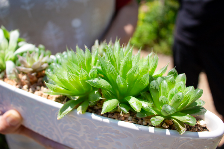 ハオルチアの寄せ植え【多肉植物 植物 グリーン よせうえ 観葉植物 手植え 癒し インテリア ナチュラル かわいい 自然 プレゼント ギフト 贈り物】