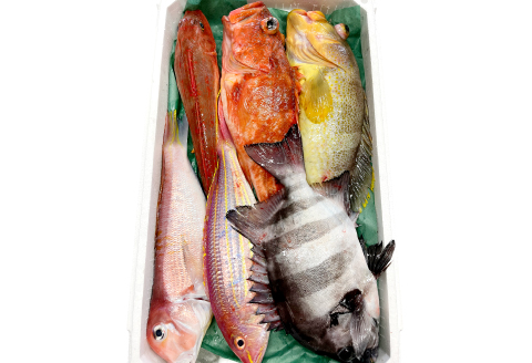 NE0545 旬の鮮魚ＢＯＸお任せセット（松）【鮮魚 約5kg 冷蔵 旬 魚 さかな 天然 天然魚 新鮮 地魚 産地直送 水揚げ次第発送 おまかせ セット 詰め合わせ お取り寄せ 大田市 和江漁港】