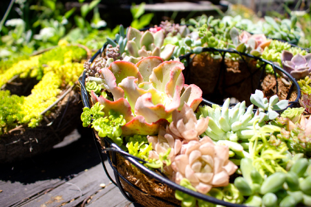 多肉植物のリース型寄せ植え【多肉植物 植物 グリーン おすすめ 約30種 よせうえ 観葉植物 手植え 癒し インテリア ナチュラル かわいい 自然 プレゼント ギフト 贈り物】
