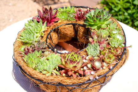 センペルビウムのリース型寄せ植え【多肉植物 植物 グリーン おすすめ よせうえ 観葉植物 手植え 癒し インテリア ナチュラル かわいい 自然 プレゼント ギフト 贈り物】