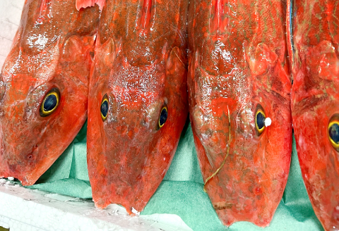 TF0541 【12回定期便】大田市からお届け！旬のお魚セット【鮮魚 約5kg 定期便 12回 月1回 冷蔵 旬 魚 さかな 天然 天然魚 新鮮 地魚 産地直送 水揚げ次第発送 おまかせ セット 詰め合わせ お取り寄せ 大田市 和江漁港】