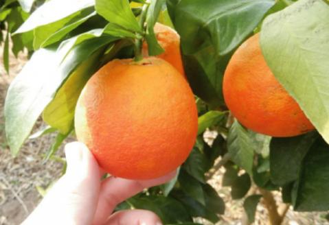 とっさんのちょい赤オレンジ（ブラッドオレンジ：タロッコ種）（配達指定日不可）【ブラッドオレンジ 2箱 3kg～4kg 果物 くだもの フルーツ ジュース スムージー】