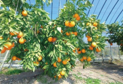 とっさんの真っ赤っかオレンジ（ブラッドオレンジ：モロ種）（配達指定日不可）【ブラッドオレンジ 1箱 1.5kg～2kg 有機栽培 無農薬 オレンジ おれんじ くだもの 果物 フルーツ スムージー ジュース】