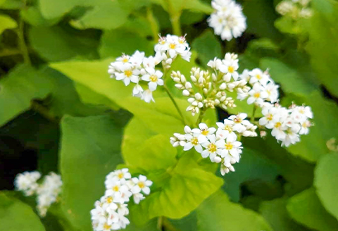 さんべ十割”半生”蕎麦 4食セット