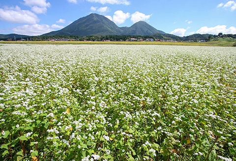 さんべ十割半生蕎麦（かえししょうゆ付き）とうきぬの米のセット 【なまそば 100g×4 つゆ 40ml×4 かえししょうゆ 150ml コシヒカリ 2合 島根県産 大田市産 詰め合わせ セット】