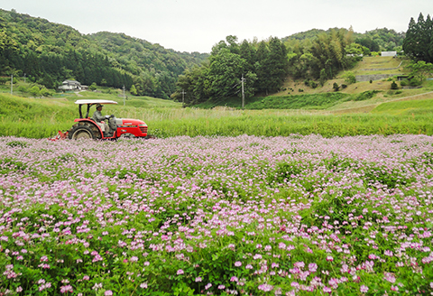 〈七分精米〉特別栽培 三瓶れんげ米 コシヒカリ 5kg【令和6年産 先行予約 こしひかり お米 5kg 2024年産 特別栽培米 七分精米 1等米 無化学窒素肥料 減農薬米】