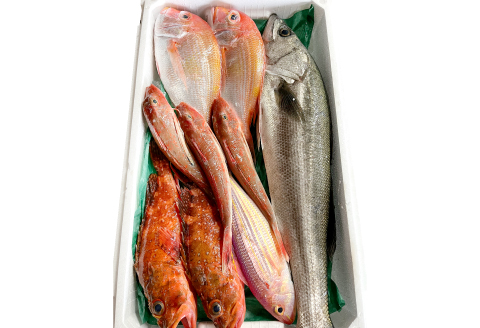 NB0543 旬の鮮魚ＢＯＸお任せセット（梅）【鮮魚 約5kg 冷蔵 旬 魚 さかな 天然 天然魚 新鮮 地魚 産地直送 水揚げ次第発送 おまかせ セット 詰め合わせ お取り寄せ 大田市 和江漁港】
