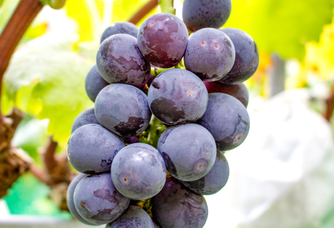 NB0566 富山ぶどう【ピオーネ 約2kg 4～5房 フルーツ 果物 くだもの ぴおーね 季節限定 期間限定 数量限定 デザート ご褒美 島根県 大田市】