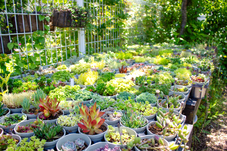 季節の多肉植物寄せ植え体験【現地体験型 ワークショップ 寄せ植え体験 手植え 四季の植物 多肉植物 植物 グリーン おすすめ よせうえ 観葉植物 癒し かわいい 自然 島根県 大田市】