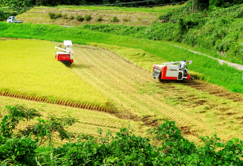 〈標準精米〉有機栽培米 三瓶甘露米 こしひかり 10kg【令和6年産 先行予約 お米 10kg コシヒカリ 米 2024年産 1等米 お米 10キロ 有機栽培 有機JAS認証 無農薬 化学肥料不使用 精米済み 白米】