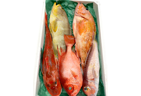 NE0545 旬の鮮魚ＢＯＸお任せセット（松）【鮮魚 約5kg 冷蔵 旬 魚 さかな 天然 天然魚 新鮮 地魚 産地直送 水揚げ次第発送 おまかせ セット 詰め合わせ お取り寄せ 大田市 和江漁港】