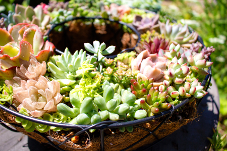 多肉植物のリース型寄せ植え【多肉植物 植物 グリーン おすすめ 約30種 よせうえ 観葉植物 手植え 癒し インテリア ナチュラル かわいい 自然 プレゼント ギフト 贈り物】
