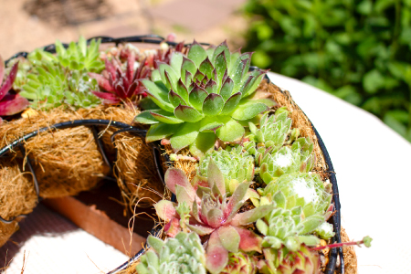 センペルビウムのリース型寄せ植え【多肉植物 植物 グリーン おすすめ よせうえ 観葉植物 手植え 癒し インテリア ナチュラル かわいい 自然 プレゼント ギフト 贈り物】