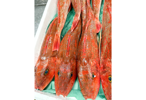 TF0541 【12回定期便】大田市からお届け！旬のお魚セット【鮮魚 約5kg 定期便 12回 月1回 冷蔵 旬 魚 さかな 天然 天然魚 新鮮 地魚 産地直送 水揚げ次第発送 おまかせ セット 詰め合わせ お取り寄せ 大田市 和江漁港】