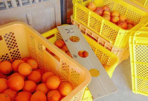 とっさんのちょい赤オレンジ（ブラッドオレンジ：タロッコ種）（配達指定日不可）【ブラッドオレンジ 1箱 1.5kg～2kg 有機栽培 無農薬 オレンジ おれんじ くだもの 果物 フルーツ スムージー ジュース】