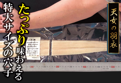 【全5回定期便】特厚 特大 穴子 一夜干し 1尾×5回【穴子 50cm前後 1尾 5回定期便 穴子干物 島根県産 大田市産 アナゴ 干物 無添加 天日塩 新鮮 冷凍 真空パック】