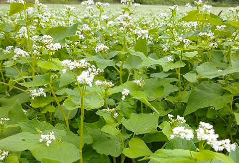 さんべ十割半生蕎麦（かえししょうゆ付き）とうきぬの米のセット 【なまそば 100g×4 つゆ 40ml×4 かえししょうゆ 150ml コシヒカリ 2合 島根県産 大田市産 詰め合わせ セット】