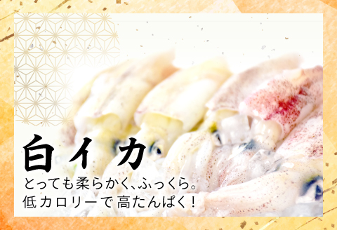 ノドグロ・白イカ一夜干セット【干物セット のどぐろ一夜干し いか 一夜干し のどぐろ干物 2尾 1尾あたり140～160g 白イカ干物 2尾 1尾あたり140g前後 島根県産 大田市産 ノドグロ しろいか 干物 真空パック 冷凍 贈答 ギフト】