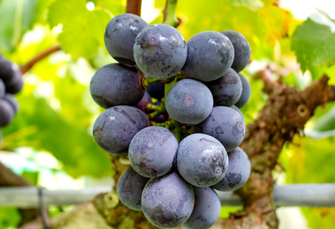 NB0566 富山ぶどう【ピオーネ 約2kg 4～5房 フルーツ 果物 くだもの ぴおーね 季節限定 期間限定 数量限定 デザート ご褒美 島根県 大田市】