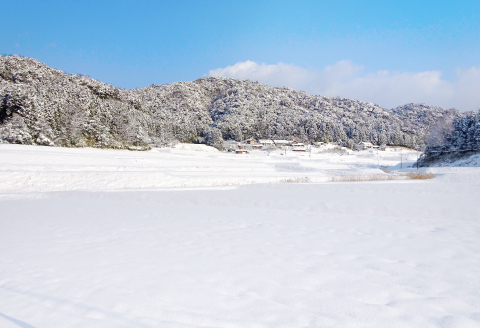 〈七分精米〉有機栽培米 三瓶甘露米 こしひかり 10kg【令和6年産 先行予約 お米 10kg コシヒカリ こしひかり 米 2024年産 1等米 10キロ 有機栽培 有機JAS認証 無農薬 化学肥料不使用】