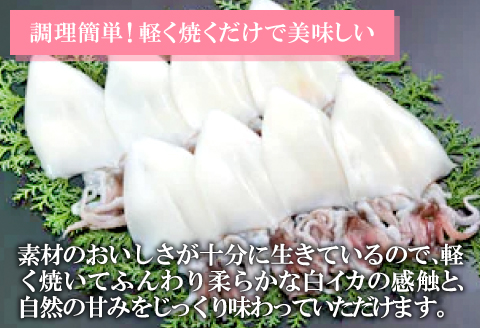 日本海が育んだ絶品　ふぐ・白いか一夜干詰合せ【ふぐ いか フグ 干物 260g 5尾～11尾 1箱 白いか 干物 3枚 河豚 イカ 烏賊 ケンサキイカ 一夜干し 贈答 ギフト 父の日 母の日 国産】