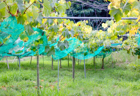 NB0566 富山ぶどう【ピオーネ 約2kg 4～5房 フルーツ 果物 くだもの ぴおーね 季節限定 期間限定 数量限定 デザート ご褒美 島根県 大田市】