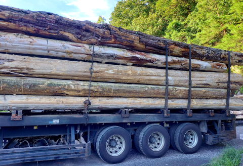 NC0564 《コンパクトサイズ》高級木材ベイヒバのまな板 1枚【まな板 1枚 天然木 手作り ベイヒバ ヒバ ひば 高級 抗菌 殺菌 防湿 防虫 木工雑貨 まないた キッチン 木製 シンプル ナチュラル ウッド 家庭用 贈答用 ギフト 母の日 父の日 島根県 大田市】