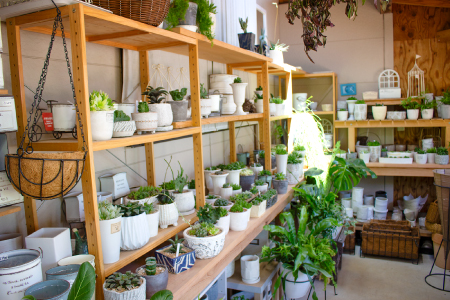 センペルビウムのリース型寄せ植え【多肉植物 植物 グリーン おすすめ よせうえ 観葉植物 手植え 癒し インテリア ナチュラル かわいい 自然 プレゼント ギフト 贈り物】